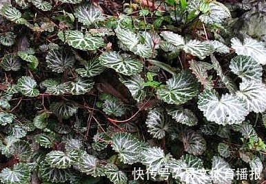 野生植物|这一种长在岩缝的野草,人称“金线吊芙蓉”,能祛风还可以治风疹