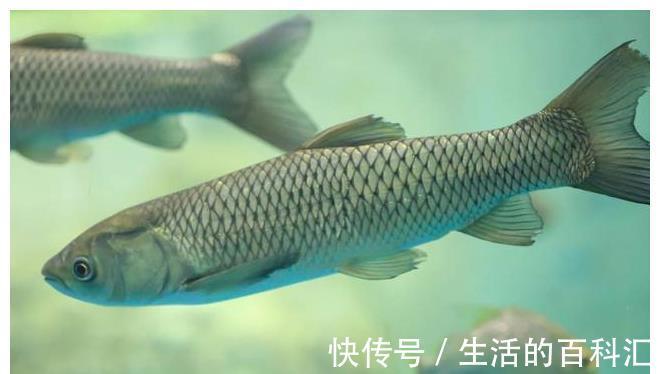 鱼肉|入夏后,这6种鱼正当鲜,钙含量高,常做给孩子吃,长个不用愁