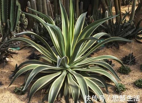 家庭里最适合养4种“大植物”,不仅是“天然造氧机”,还好活!