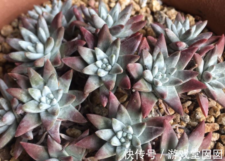 植株|养多肉植物白菊，扦插、服盆、日常打理该注意什么？