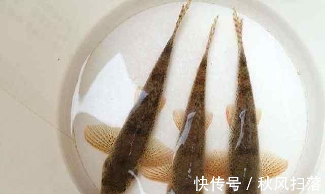 水域|浮漂顶起又落下,提竿却均不中鱼解读3种奇怪漂相不中鱼的原因