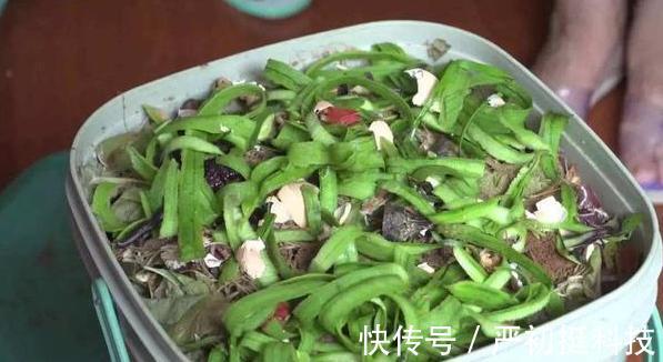 垃圾分类篇4个养花小技巧，让你弄清楚这些垃圾的真正用途