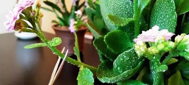 长寿花长花苞后该怎么养？你真的知道吗？可别弄错了哦！