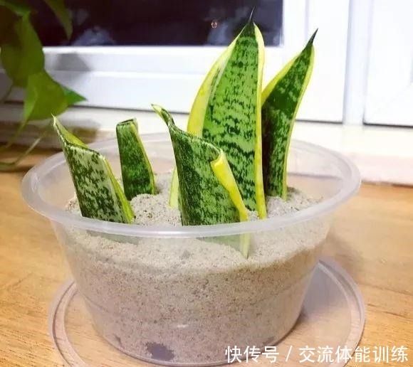 1种花每年开180天,叶子“剁碎”撒盆里,开花比牡丹还大气!