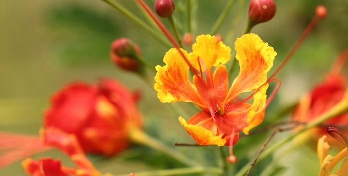 老公最爱的如意花,小年节气最适合,多养顺心又旺家,给家人加油