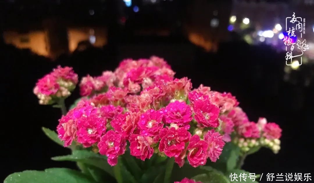 楼顶的多肉,让我的生活无意间打开了一个新世界!