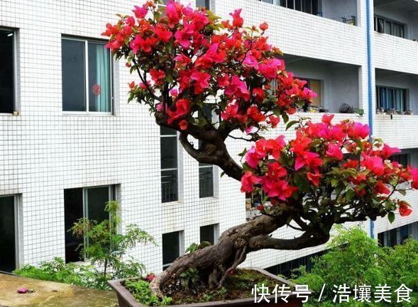 养花|这3种“植物”,一个月不浇水,反而蹭蹭长,最适合懒人养花