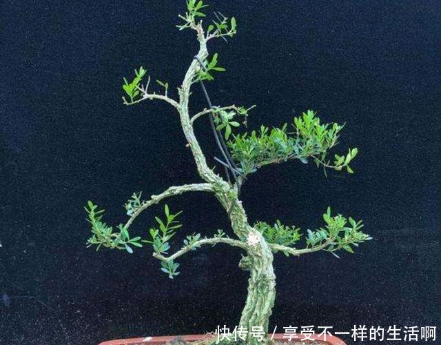 要想黄杨盆景美,春季如何施肥还要注意哪些管理!