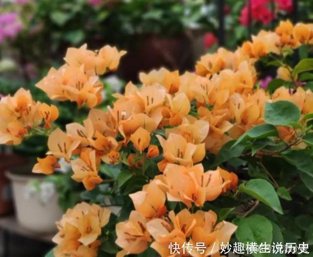 三角梅|45种三角梅品种,红、橙、黄、绿、白、紫,每一种都很好看!