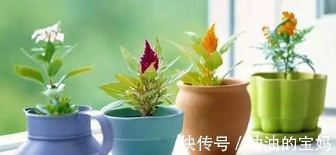 什么花适合放在卧室,卧室养花的注意事项