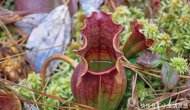 在家里用花盆养食虫植物特简单,定期浇水和喂个小虫即可!