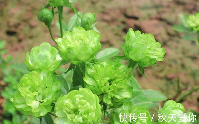 最不像月季的月季,花色翠绿,花开爆盆,插土就能活,阳台党必备