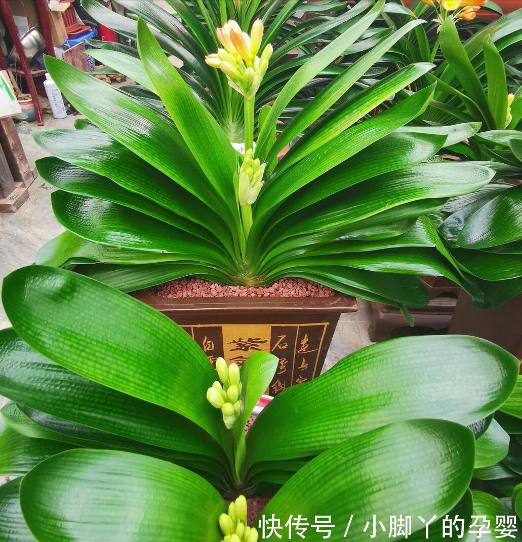 冬季养花，了解“七忌”，简单实用，安全过冬