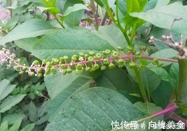 果实|这植物分两种,一种是上等野菜,另一种却有毒,你能分辨吗?