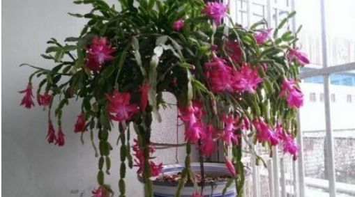 想要家里花不断,就养“2种花”,冷天也能开满头,漂亮又好养!