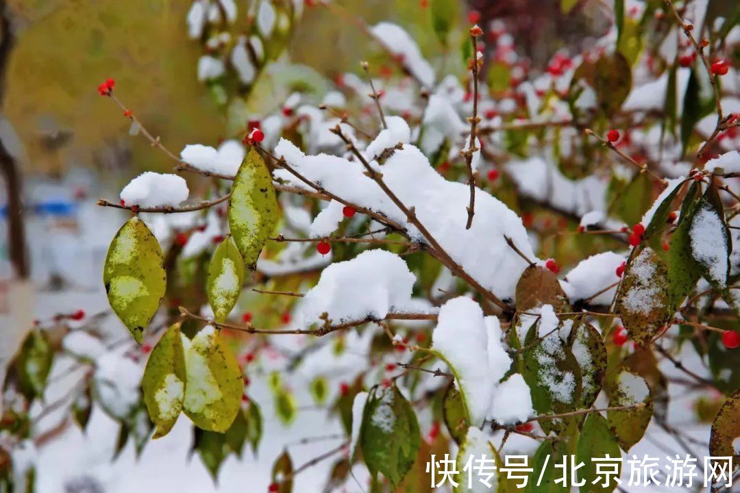 白雪世界|雪色与秋色荟萃出自然之美！