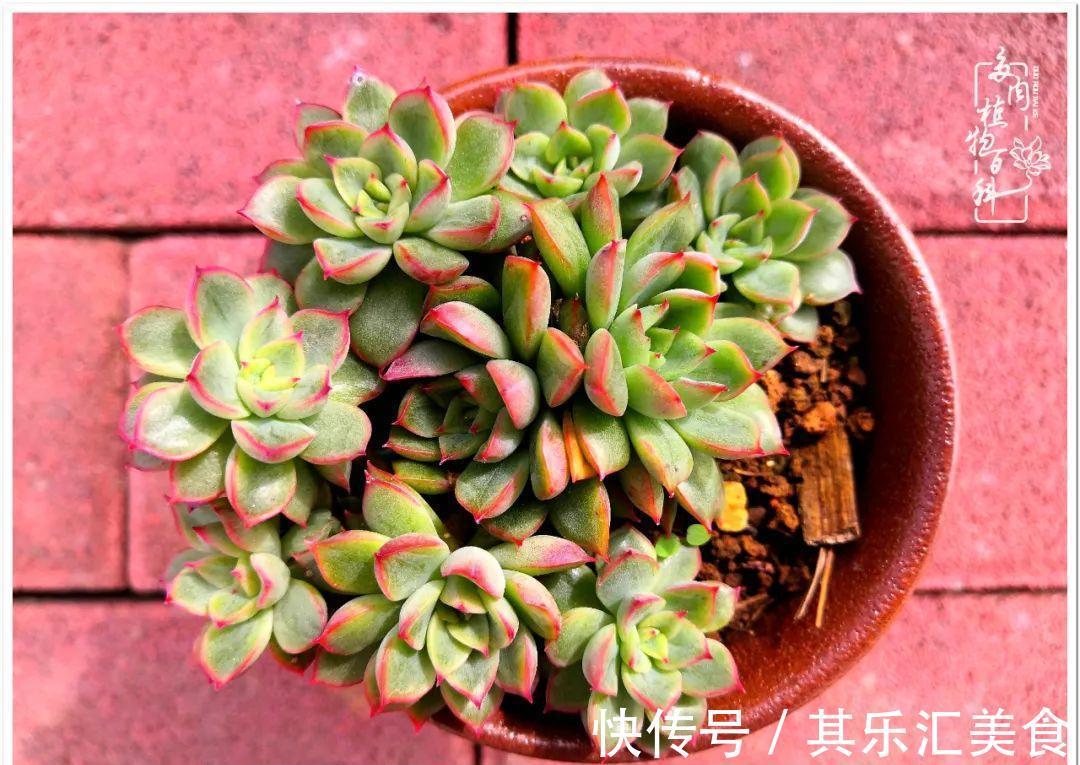 胧月,它生了一场大病!