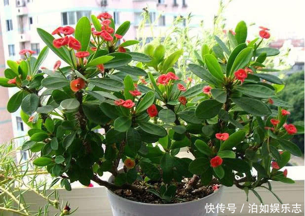 美女|5种懒人花卉,耐旱耐晒,越不管长得越好,盆栽轻松长爆盆!