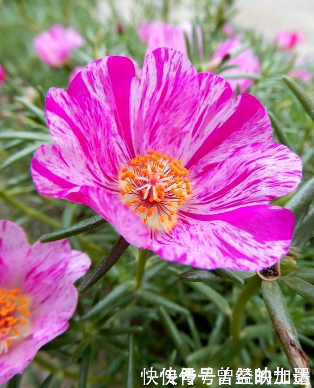 此4种花,随便摘片叶子都能繁殖一棵,轻松爆盆,阳台变花园