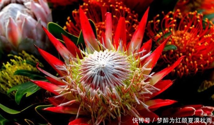 洋桔梗洋桔梗|养花就养这几款,全年开花不停,爆盆美如花,枝头窜满花苞