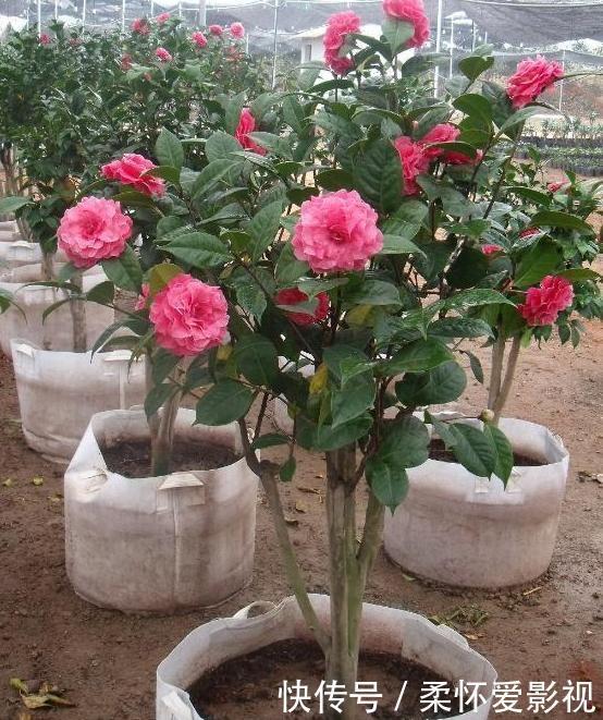 花盆里发现蚜虫、小黑飞？别头疼了，3个小技巧保管它们去无踪