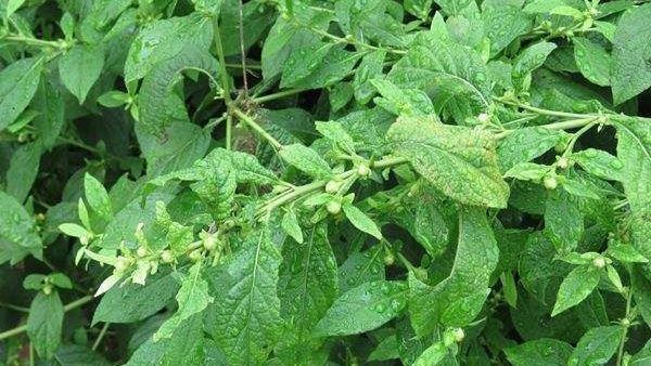 牙疼|农村一种野草,嚼3片叶子能治牙疼,煮水洗澡有益处