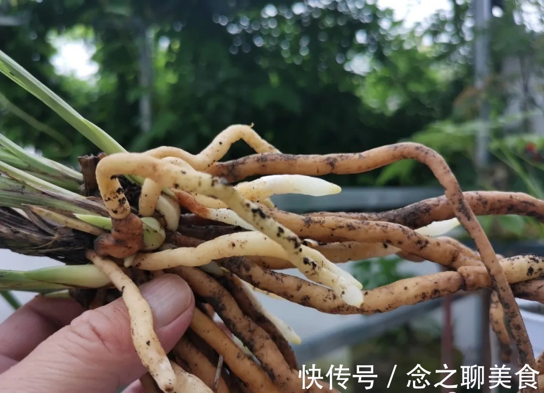 梅雨季节|梅雨季节室外养兰花，如何有效避免烂根？这个技巧值得收藏