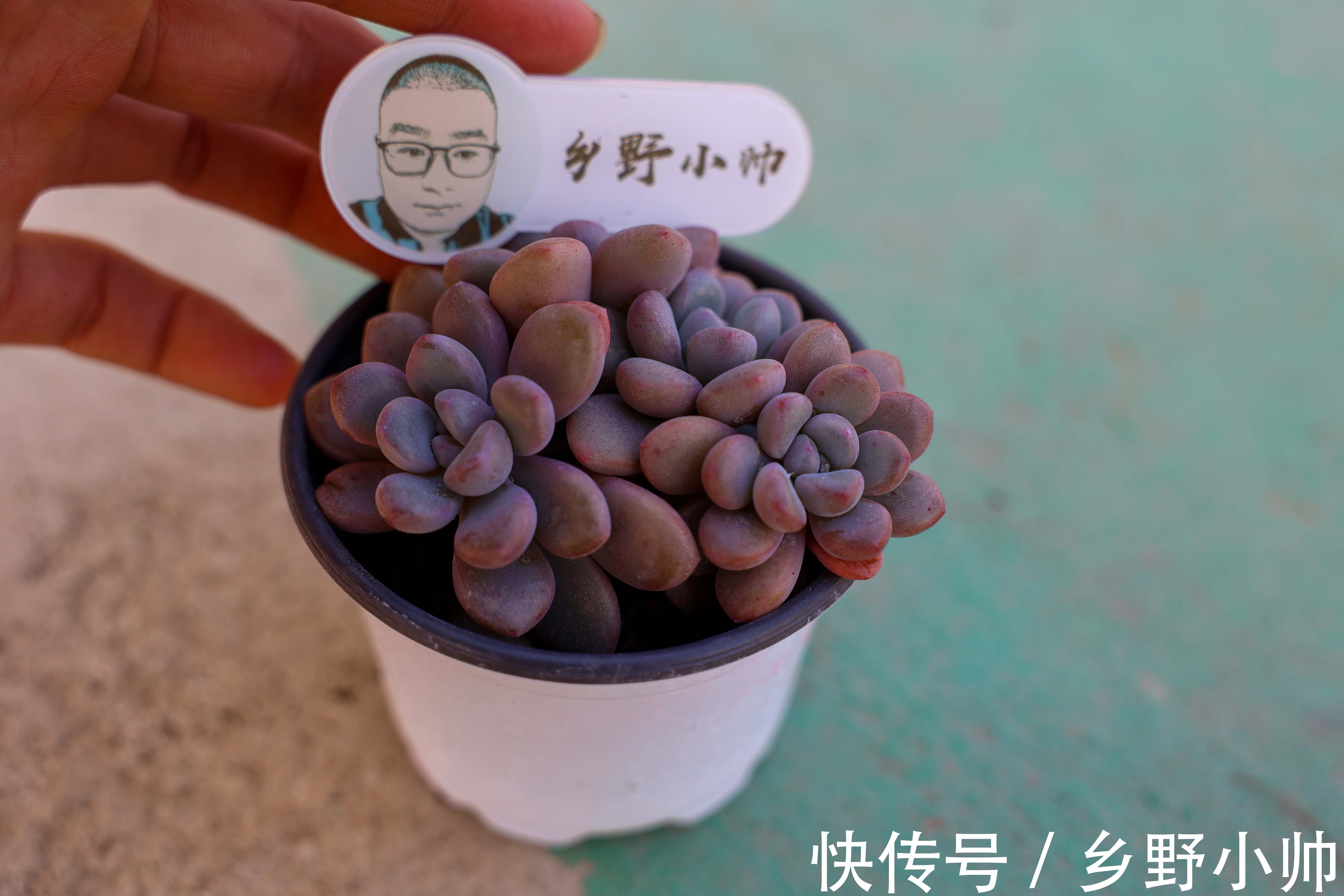 养好它,半年收获一大盆,冬日美肉之,笨芭、桃蛋篇