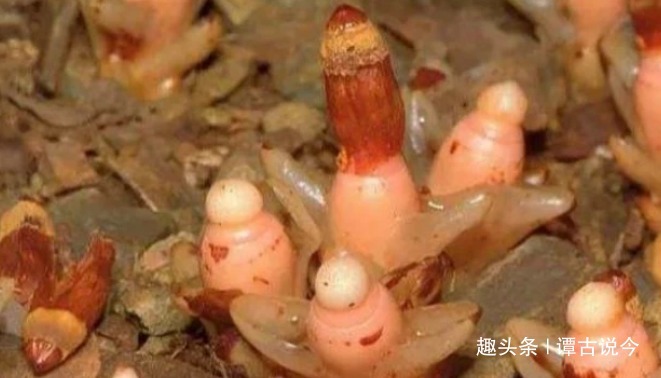 植物界|农村树根上野草,形似“元宝”,很珍贵,见到请当回事