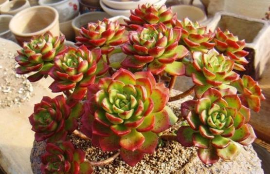 1种家家都有的“废水”,简单一处理,养啥旺啥,多肉也不例外