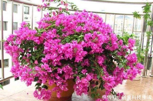 家中养三角梅,做到“1个多2个少”,长成花棚,开花一大片!