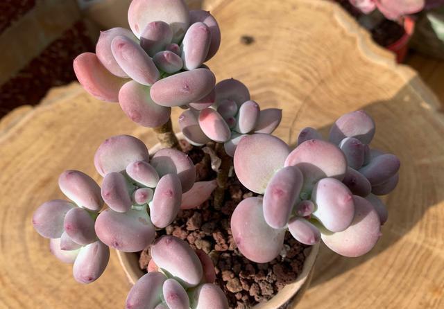 光照|美人系多肉中的颜值担当三日月美人,叶尖带有红晕,看一眼就喜欢