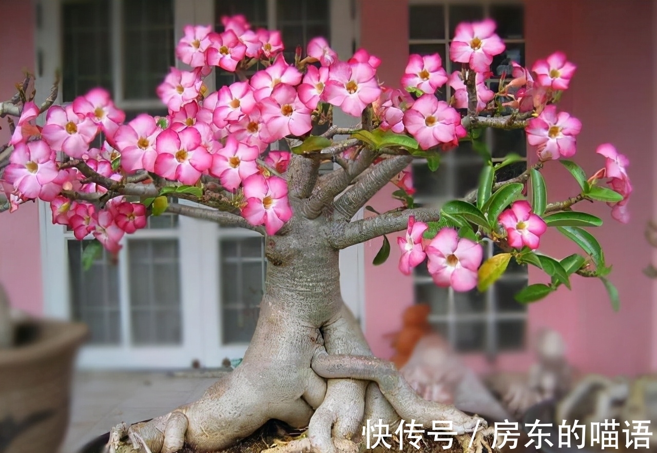 仙人球|5种“漂亮花”，喜欢毒日头，晒晒太阳，直接爆花快