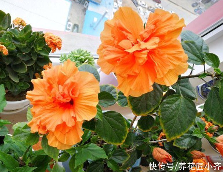 枝条|5种可以四季开花的植物,开花很美,花量很大,单朵花却只开一天