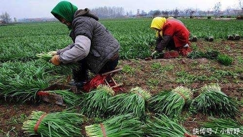 饺子|农村一种菜，割了还能长，包饺子是一绝，人称“洗肠草”