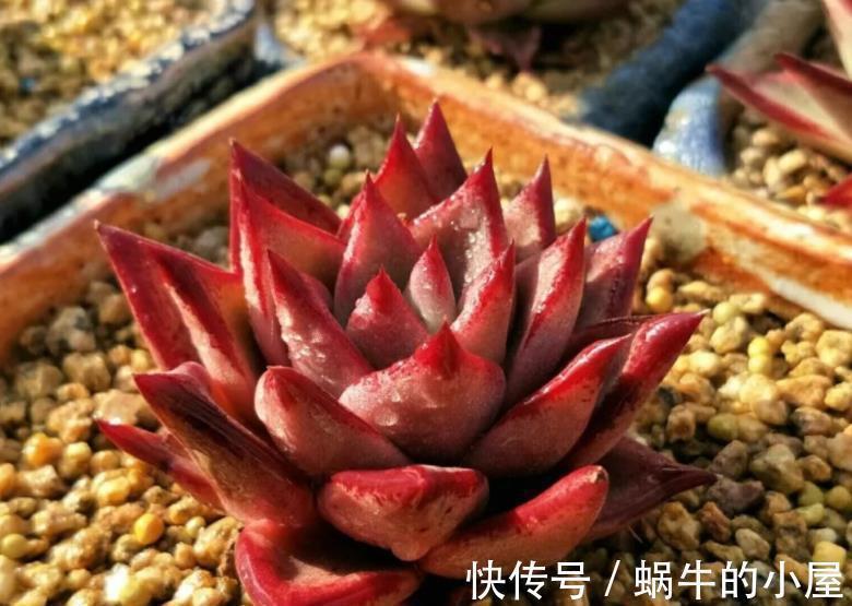 秋天好养活的6种多肉,丢角落里也能长得胖乎乎,颜色漂亮惹人爱