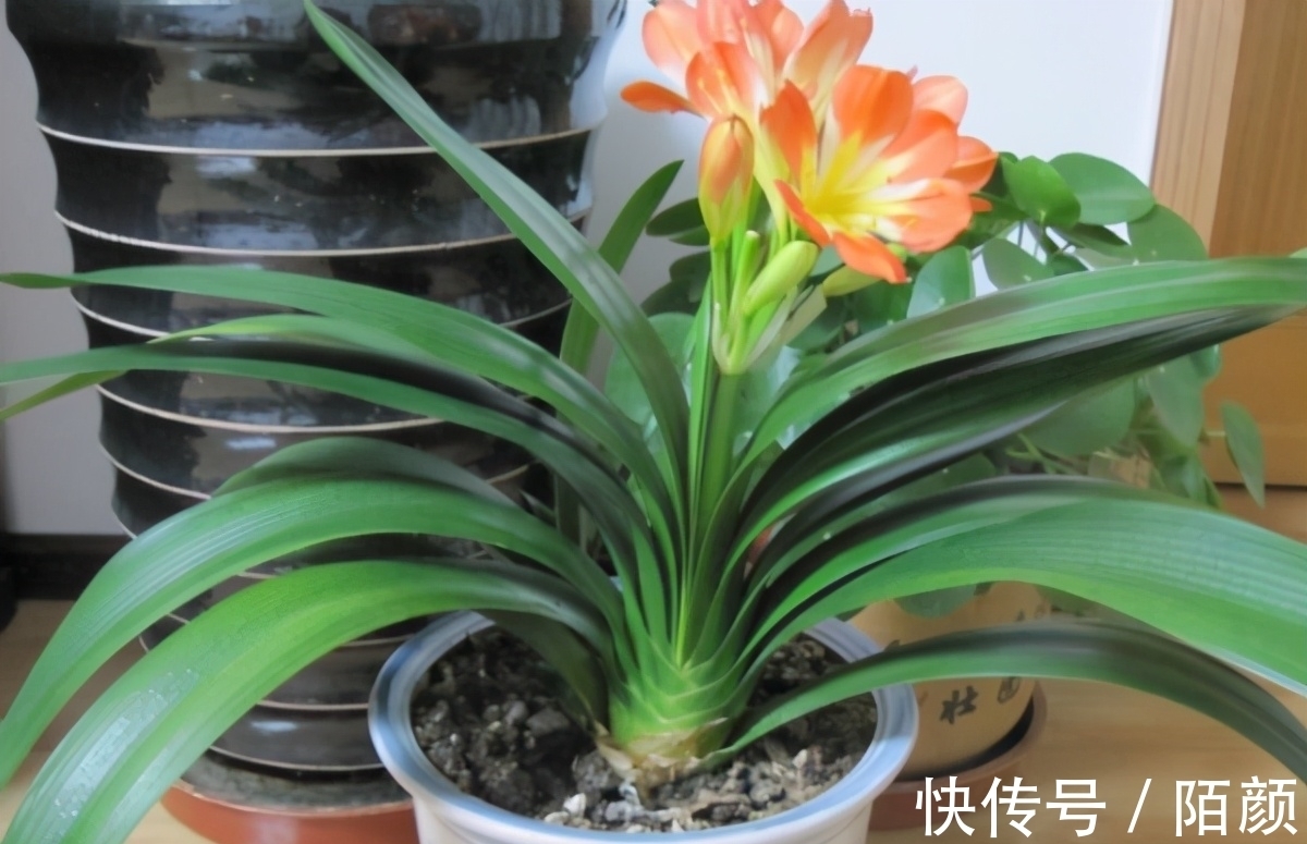新苗|别郁闷,君子兰盆栽不开花了,满足4个条件,花开得停不下来
