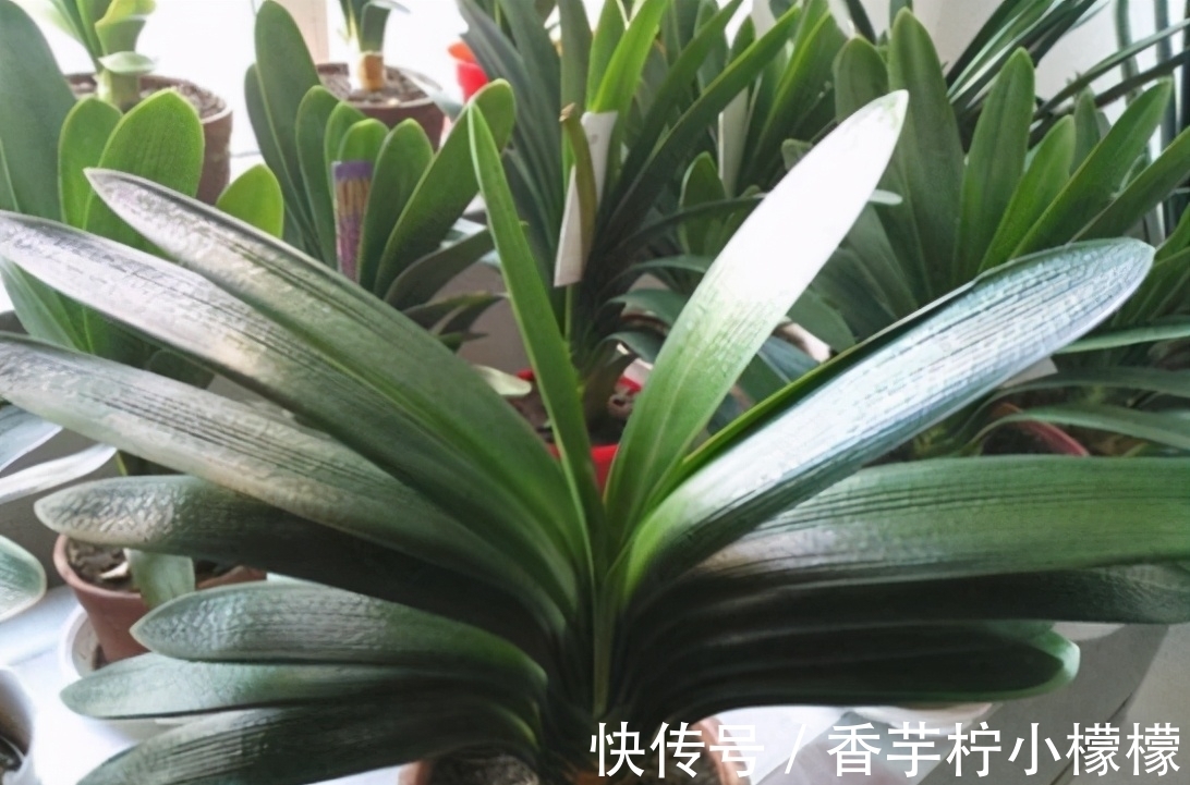 底肥|想换盆怕把花“换死”?教你一个“安全”的方法,换完快速生长