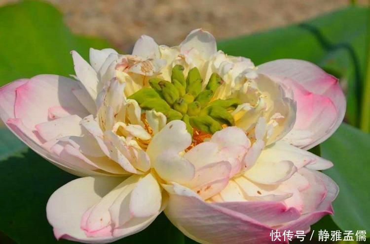 胡里奥|重瓣花中的佼佼者,3种特殊的复色花,开花后实在惊艳夺目