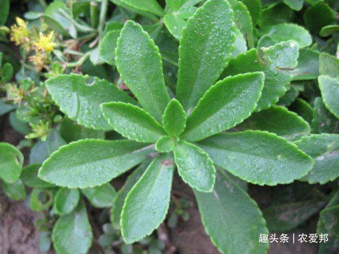 金不换|这种植物“传说中”的金不换,现在的年轻人,大部分都不认识它