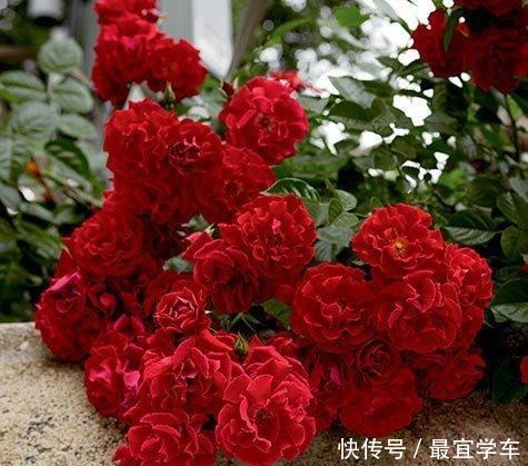 25款庭院月季推荐。助你打造五彩缤纷的庭院,丰花好养还能盆栽