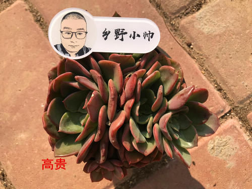 多肉上盆后，浇完水叶片还是干瘪怎么办？小帅教你一招搞定