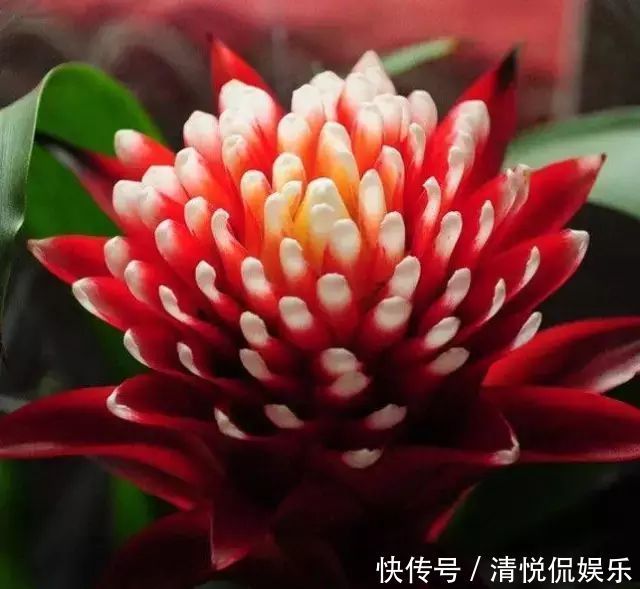 此花像是燃烧的火把一样,是无数人内心的火焰,永不放弃的象征