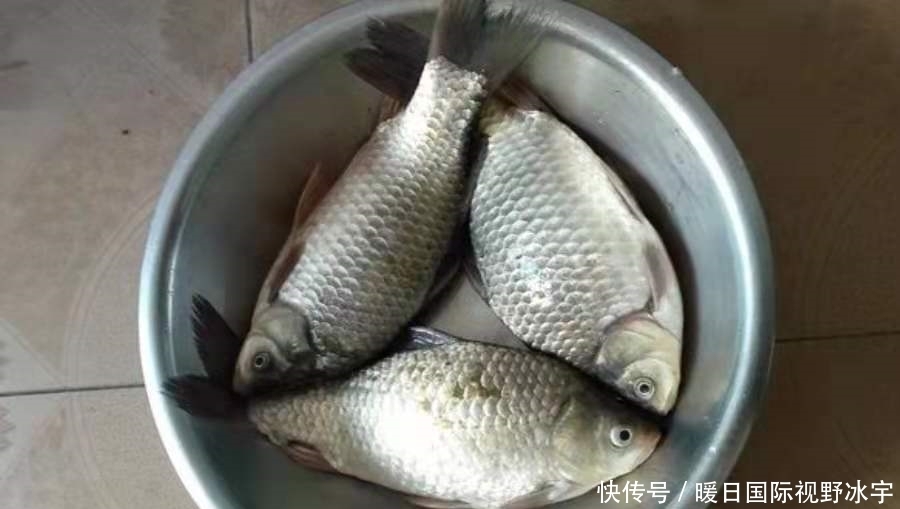 回家|话不多说,现在不试试这鲫鱼钓法就太亏了,每次收竿回家都特满足