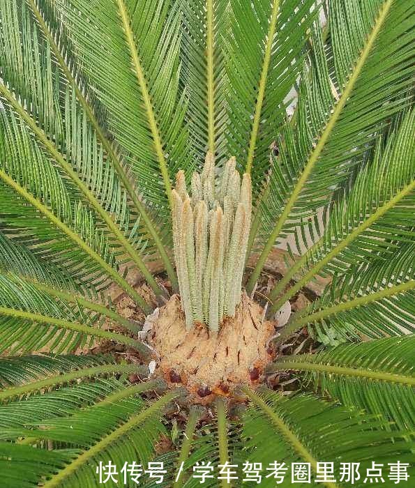 能活几十年的花,家里养一盆,还能作传家宝!