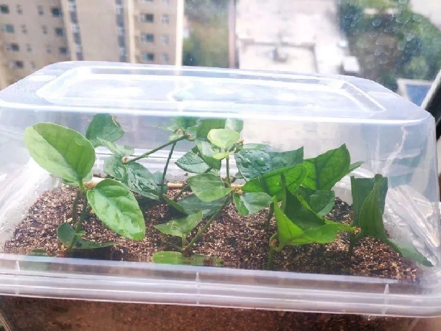 竹芋|11月，千万别买这种花，养不活惹一肚子气