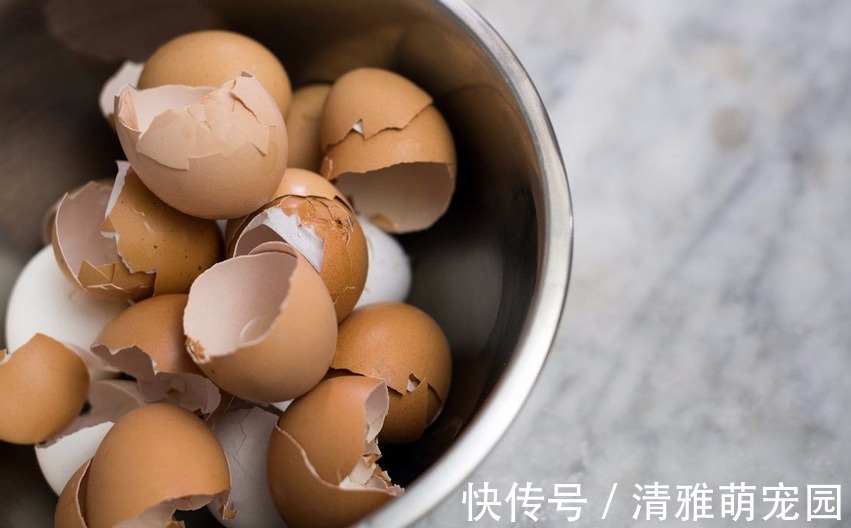 用鸡蛋壳养花,方法多种多样,植物盆栽用了越长越起劲