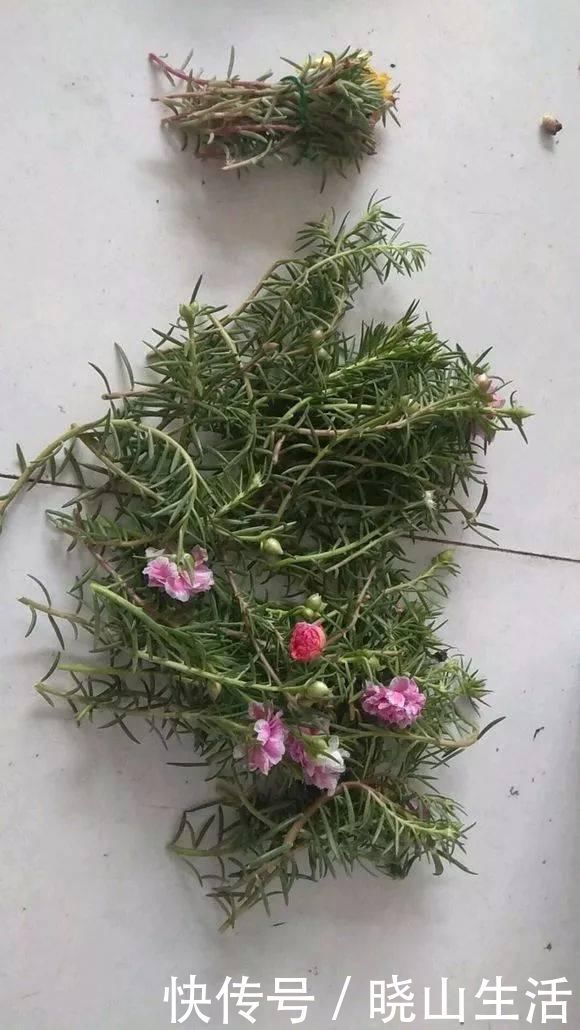 繁殖|5种花现在插土里,下个月就开花,再热也不怕,别错过了