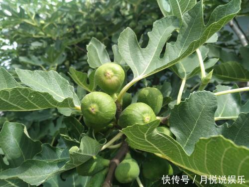 板结|阳台盆栽无花果,一个4字“小诀窍”,果子挂满枝,又甜又大又多