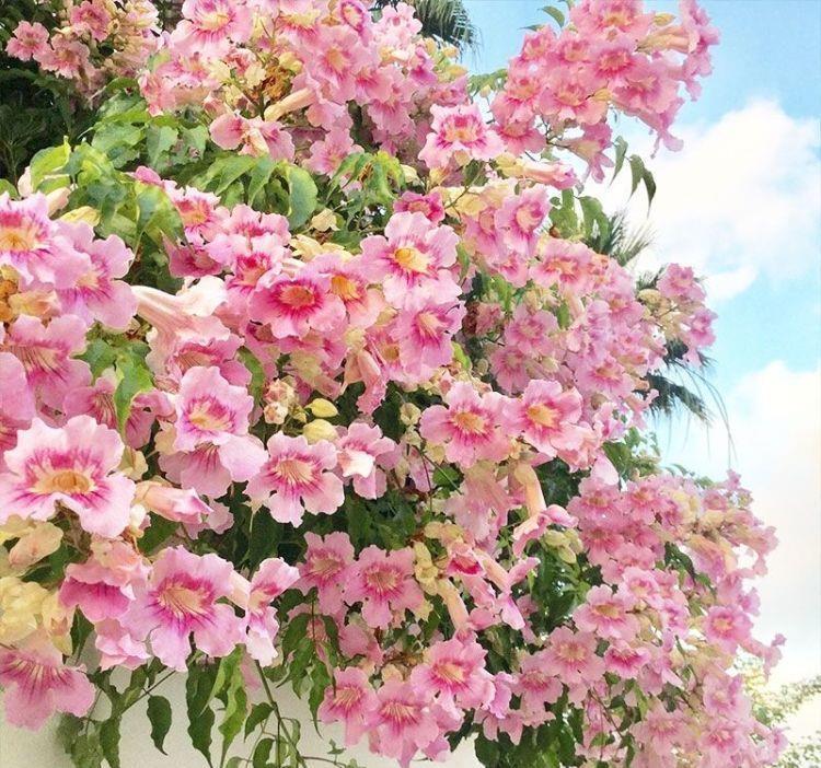 黄叶|5种“漂亮花”,夏天“使劲浇”,缺水就黄叶,不是勤快人,别养